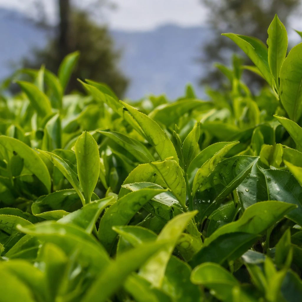 Looseleaf transforms operations with Index World's Odoo implementation