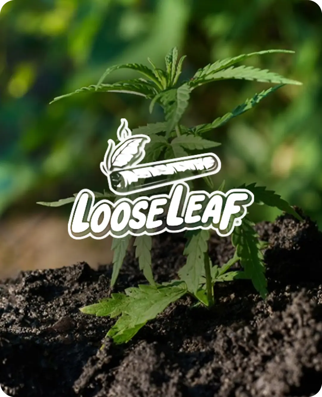 Looseleaf transformed operations with Index World Odoo implementation
